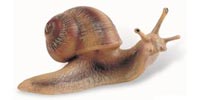 Helix Pomatia